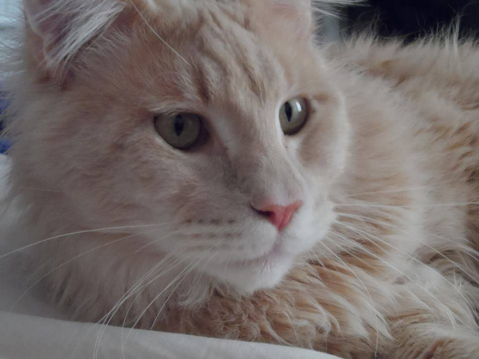 image_faire garder mon chat