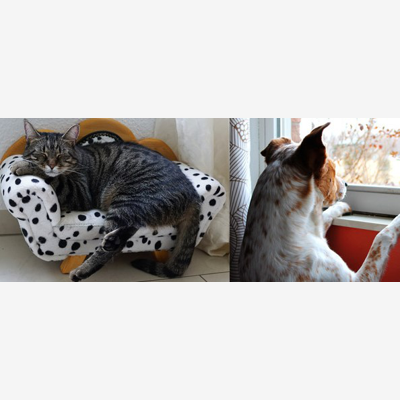 image_Pet-Sitter professionnelle à votre service