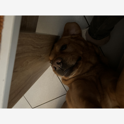 image_Cherche petsitter
