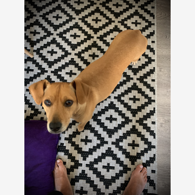 image_Petsitter expérimentée