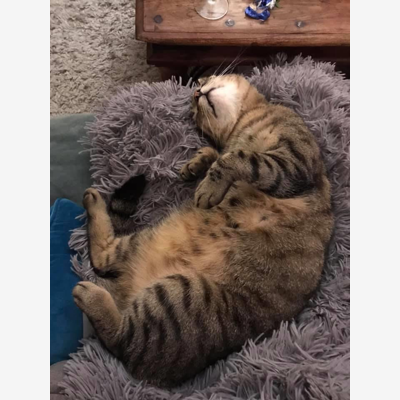 image_Recherche cat sitter du 27/07 au 24/08/2020