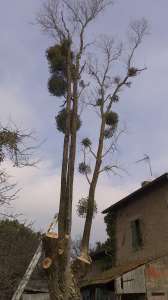 image_Abattage d'arbres avec évacuation