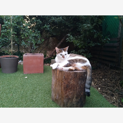 image_Recherche garde de chat du 24 décembre au 3 janvier 2020