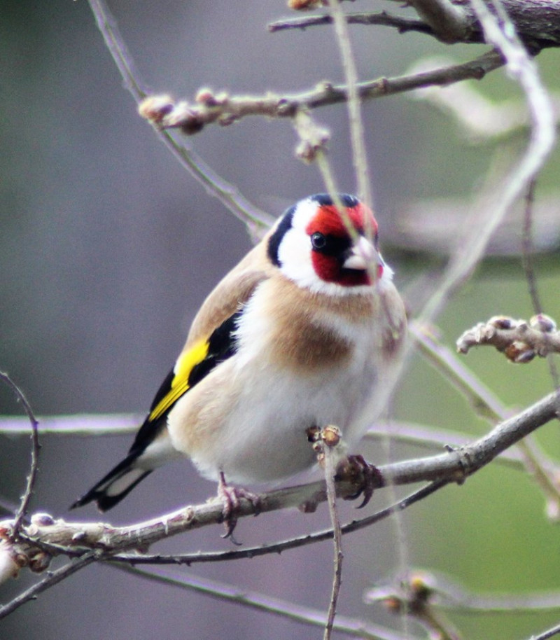 image_Dame de compagnie et aide