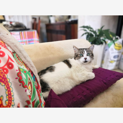 image_Recherche cat sitter