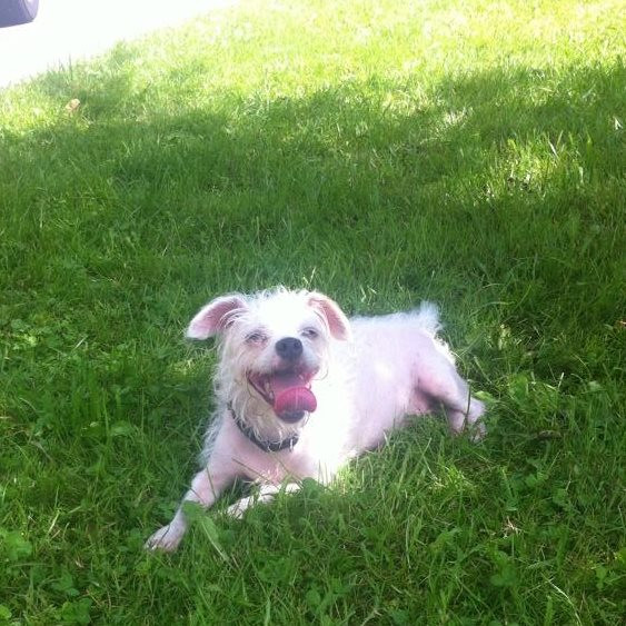 image_Garde chienne