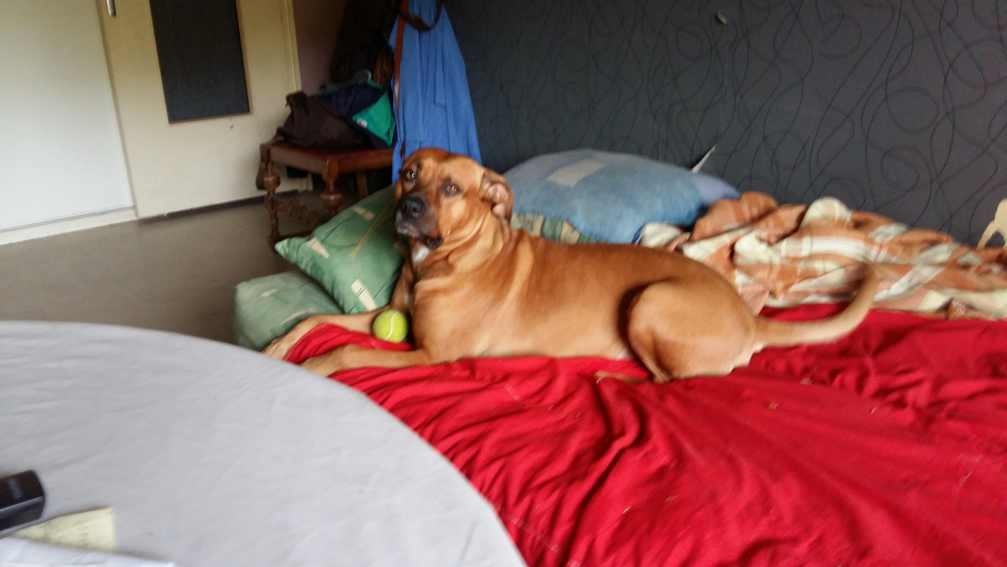 image_recherche garde pour ma chienne