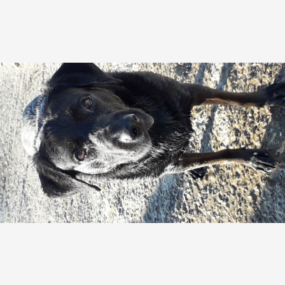 image_Garde d’animaux
