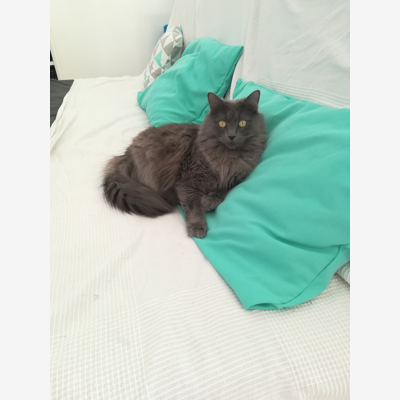 image_Visite chat diabétique