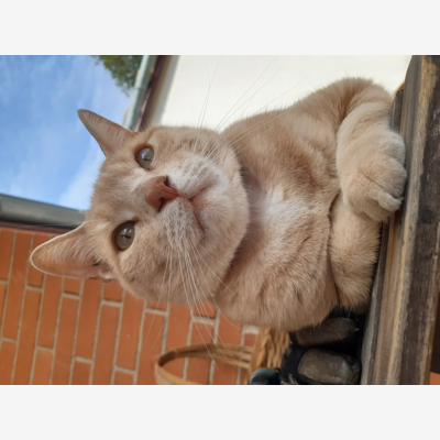 image_Recherche garde chat du 9 au 19 juillet