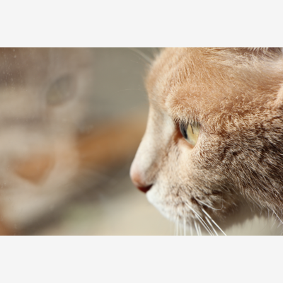 image_Cherche garde chat du 17 décembre au 2 janvier