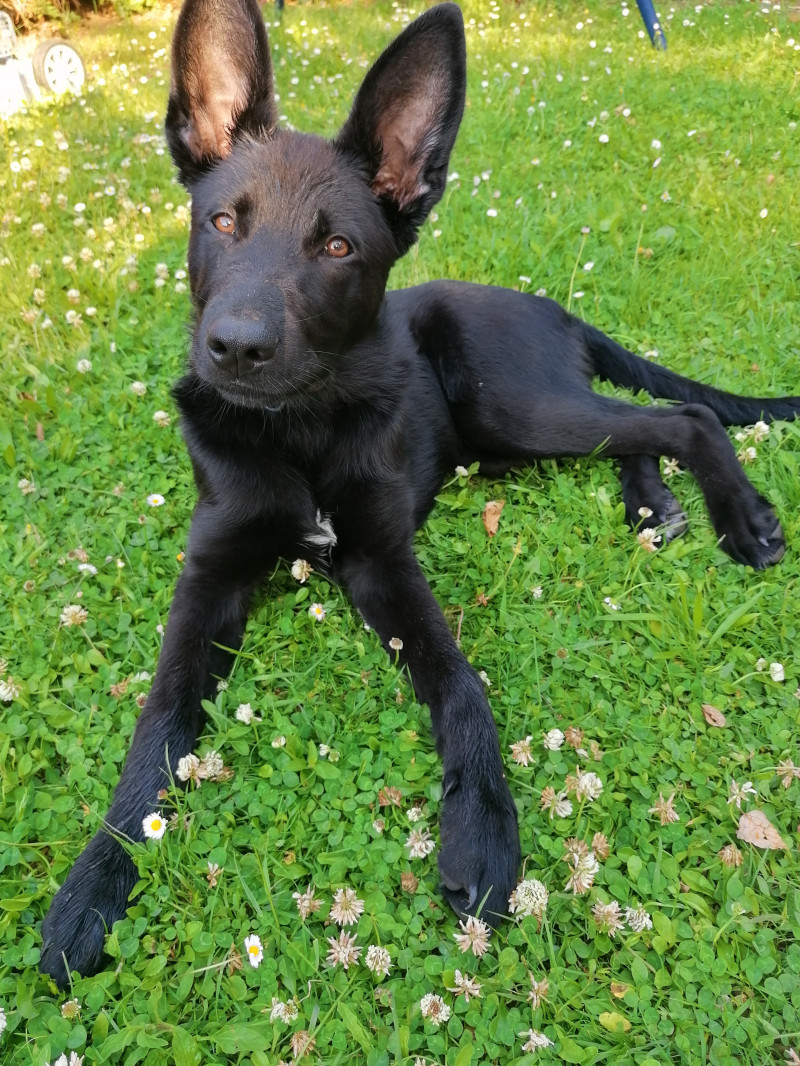 image_Garde de chien