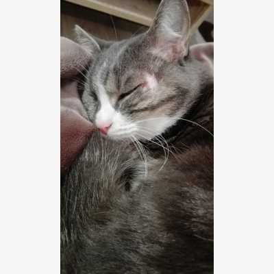 image_Garde d'animaux