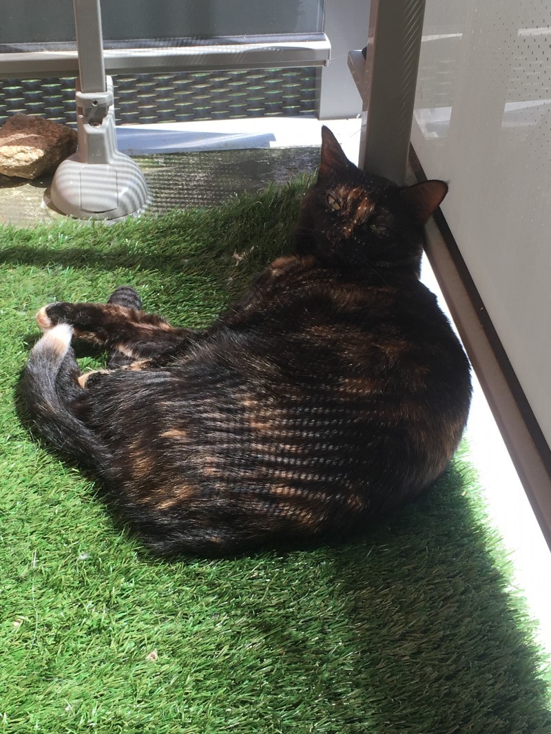 image_Garde de mon chat pendant 1 an