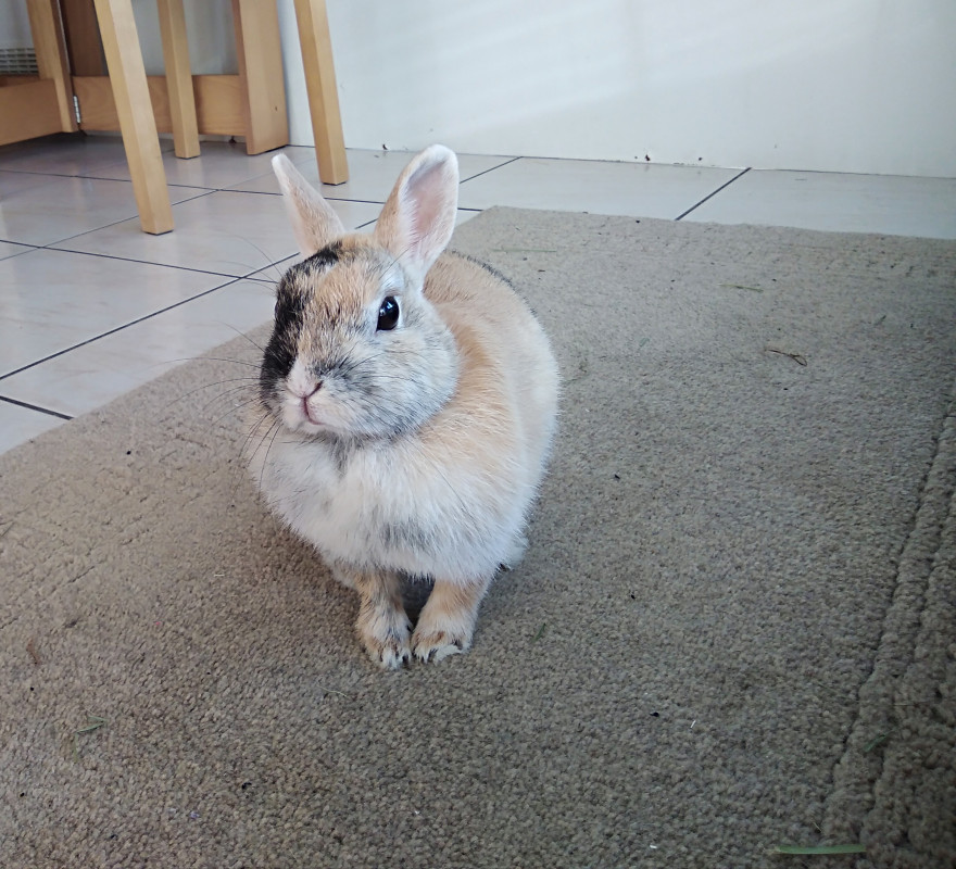 image_Gardienne animaux