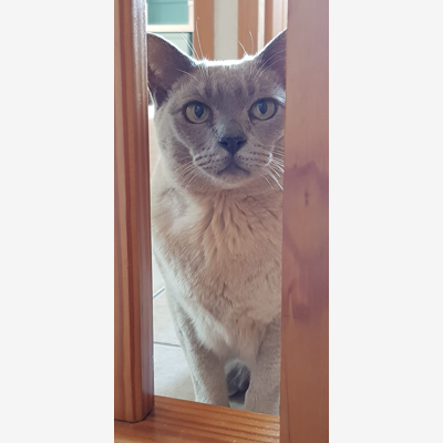 image_Recherche pet sitter à domicile