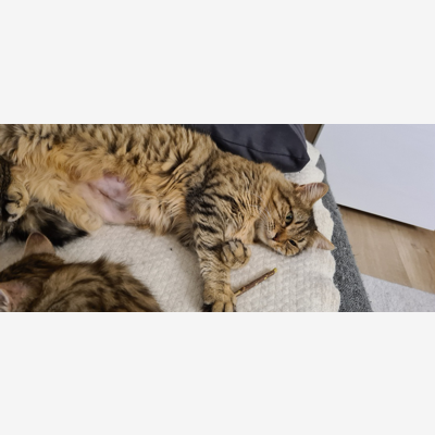 image_Garde chat(s) à mon domicile