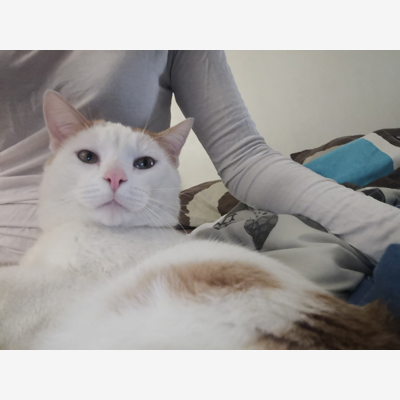 image_Garde d'animaux et promenade