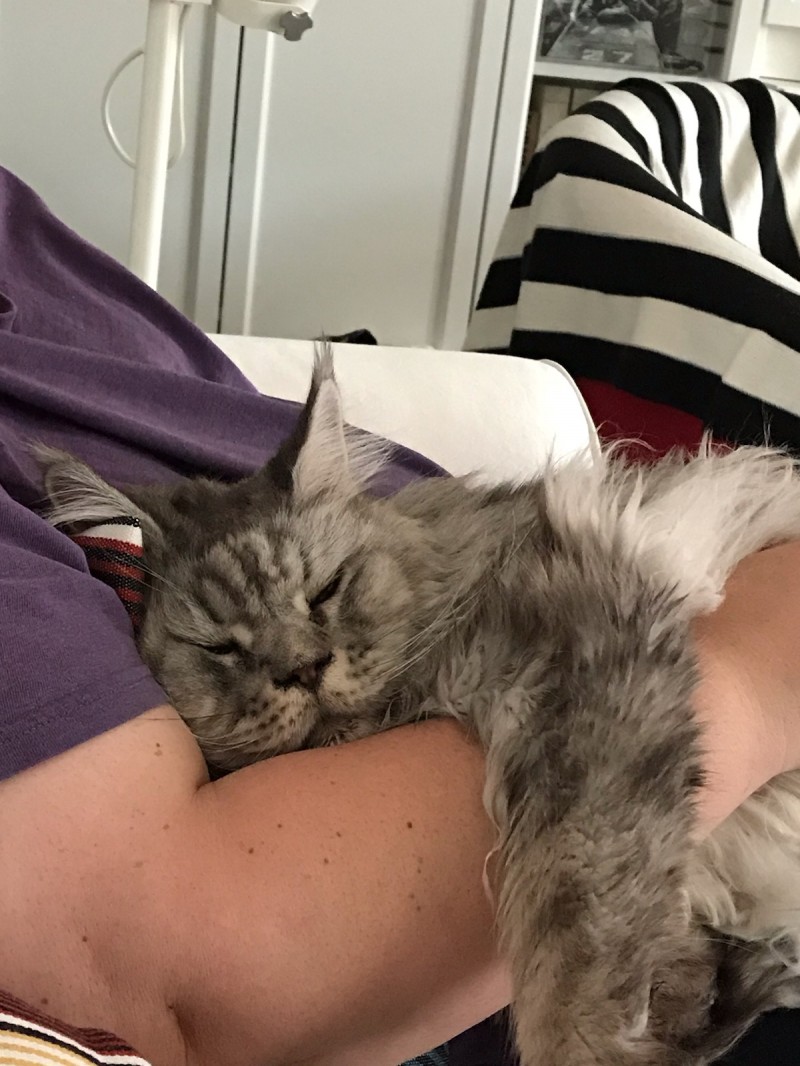 image_amoureuse des chats se propose de garder vos boules d'amour