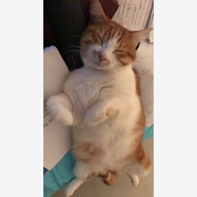 image_petsitteur pour chats/ rongeur et autre animaux en cage
