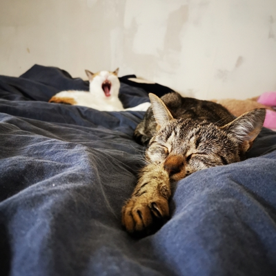 image_Recherche d'un pet sitter pour mes chats et lapin! 🐱🐰