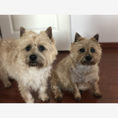image_Recherche une personne sérieuse pour garder mes deux petits chiens