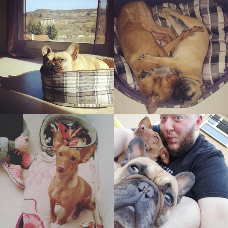 image_Garde d'animaux, Petsitting
