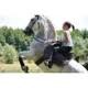 image_Coaching pour cavalier/cheval