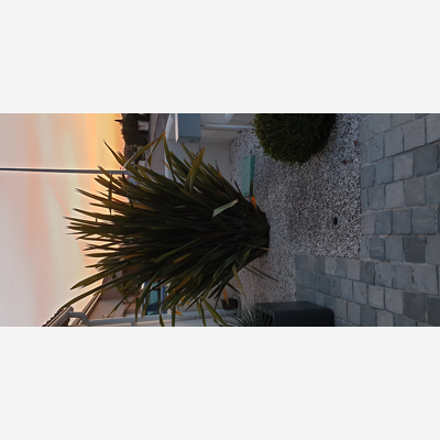 image_Élagage d'un amandier et enlever une plante et ses racines