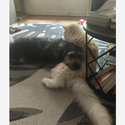 image_Garde chien et chat une semaine