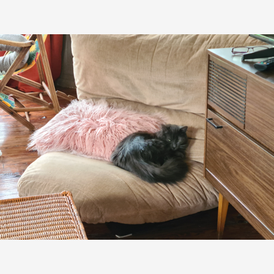 image_Soins et câlins pour chats