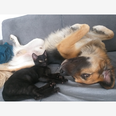 image_Gardiennage de vos animaux avec amour