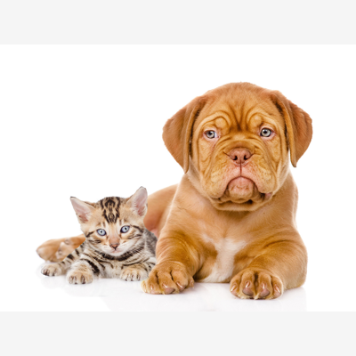 image_Tout pour vos animaux