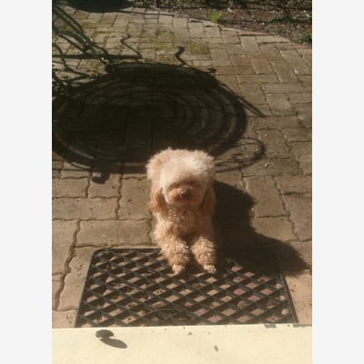 image_Cherche pour petit chien du 18 au 25 juillet 2021