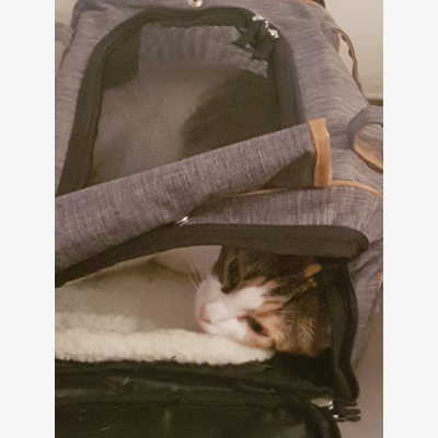image_VISITE CHAT(S) A VOTRE DOMICILE