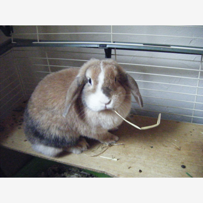 image_Garde votre petit lapin