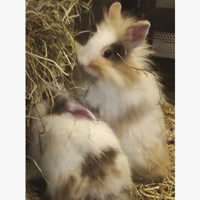 image_Garde votre petit lapin