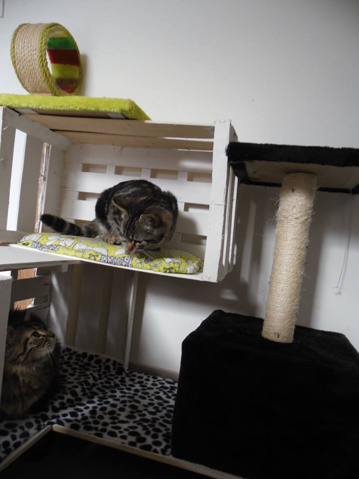 image_Garde chats et petits chiens
