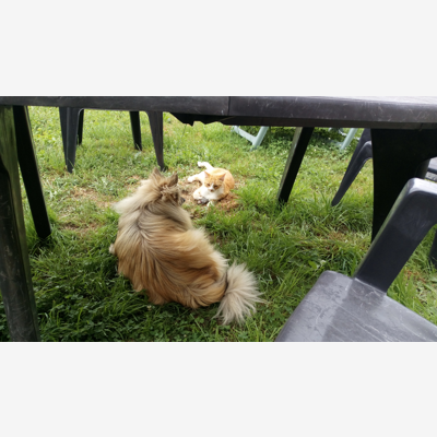 image_Garde de vos animaux à la campagne