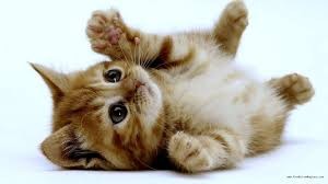 image_TOUT POUR VOTRE ANIMAL VISITES