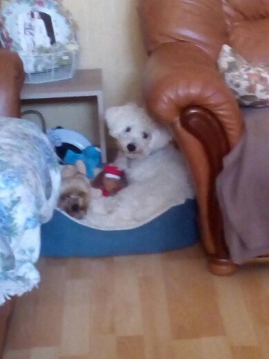 image_Garde petit chien