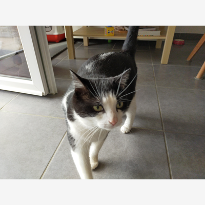 image_Garde de chat