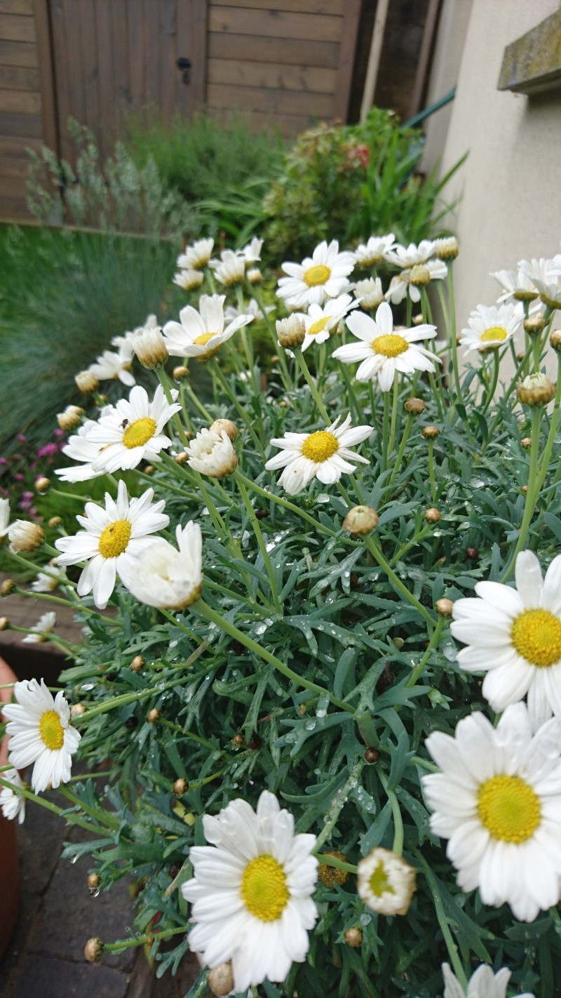 image_Jardinier à votre service