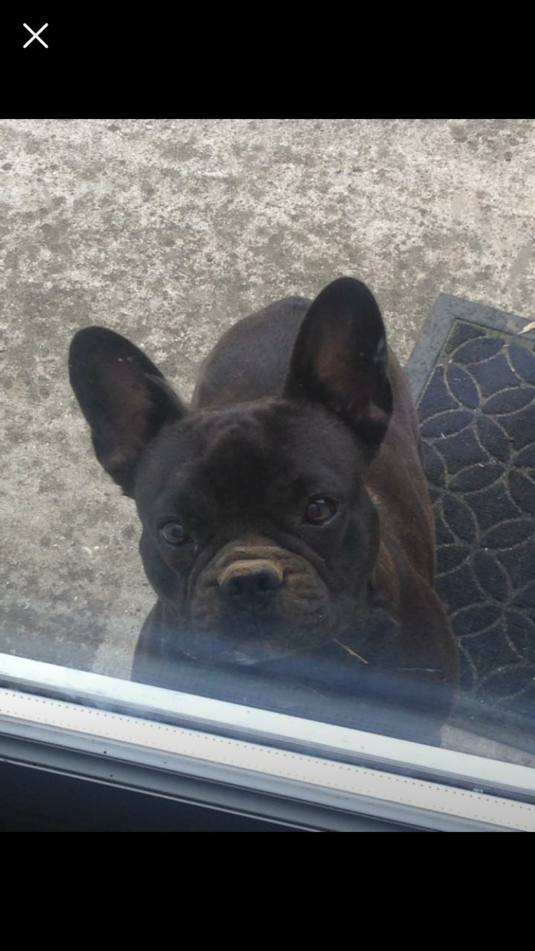 image_Petsitter
