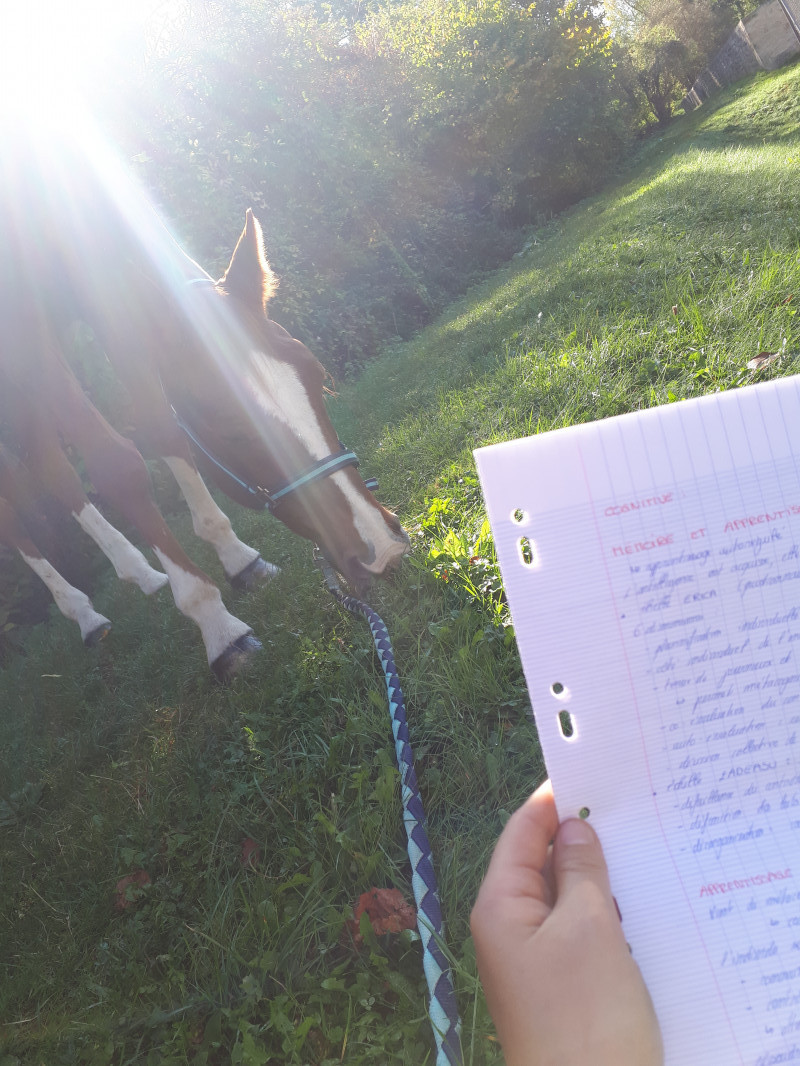 image_Propose aide aux devoirs