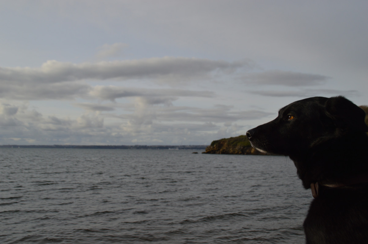 image_Garde de chien Dreux