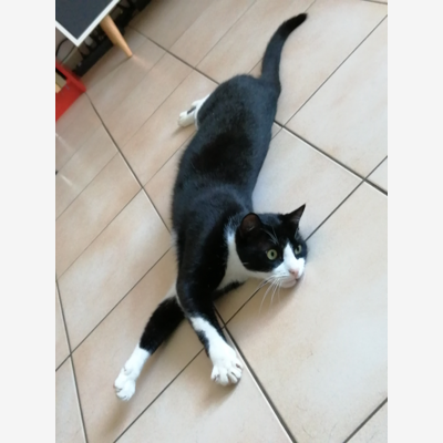 image_Comme chien et chat