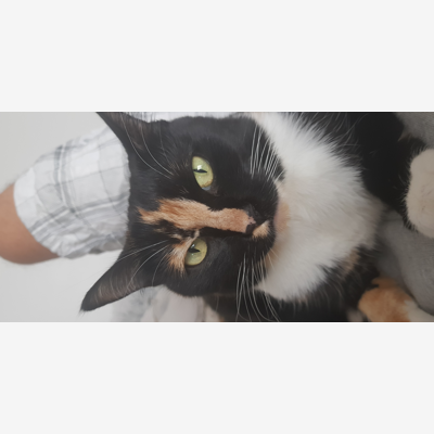 image_Garde de deux chats