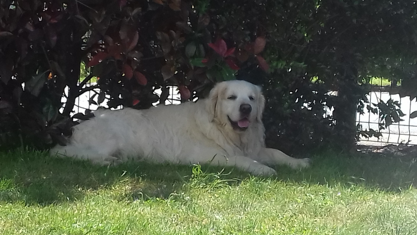 image_Nounou pour chien