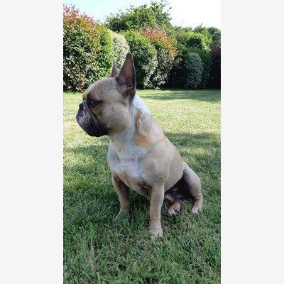 image_Recherche échange de garde pour notre Bouledogue Français